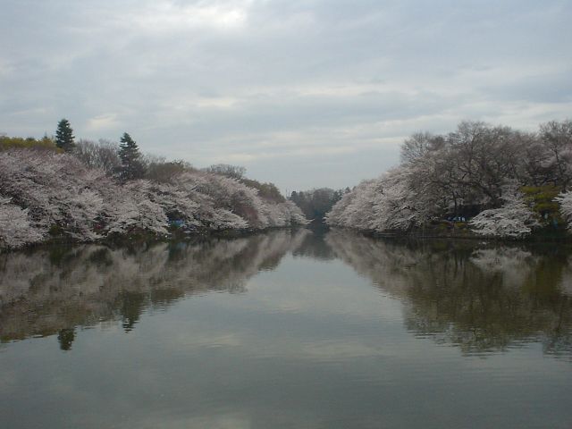 井の頭公園の桜