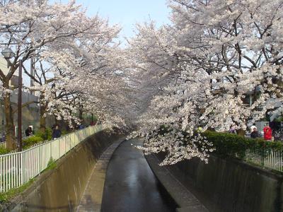 神田川(高井戸付近)